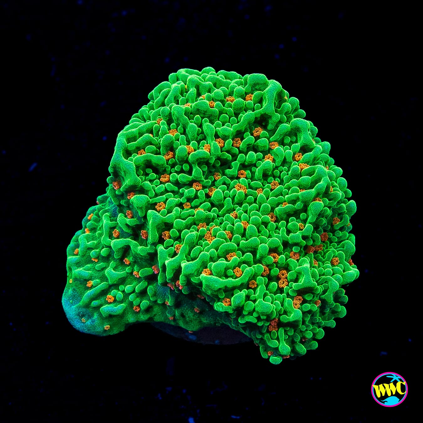 Tequila Sunrise Montipora