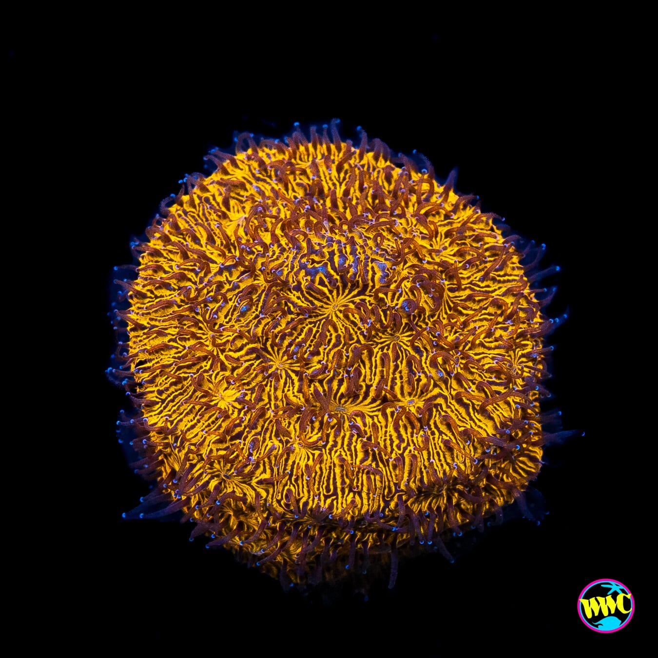 WWC 24K Lithophyllon