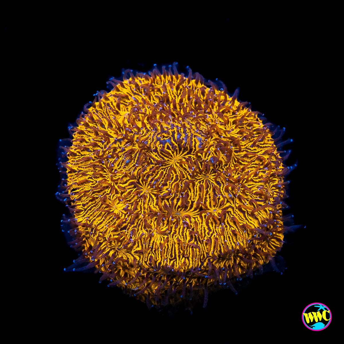 WWC 24K Lithophyllon