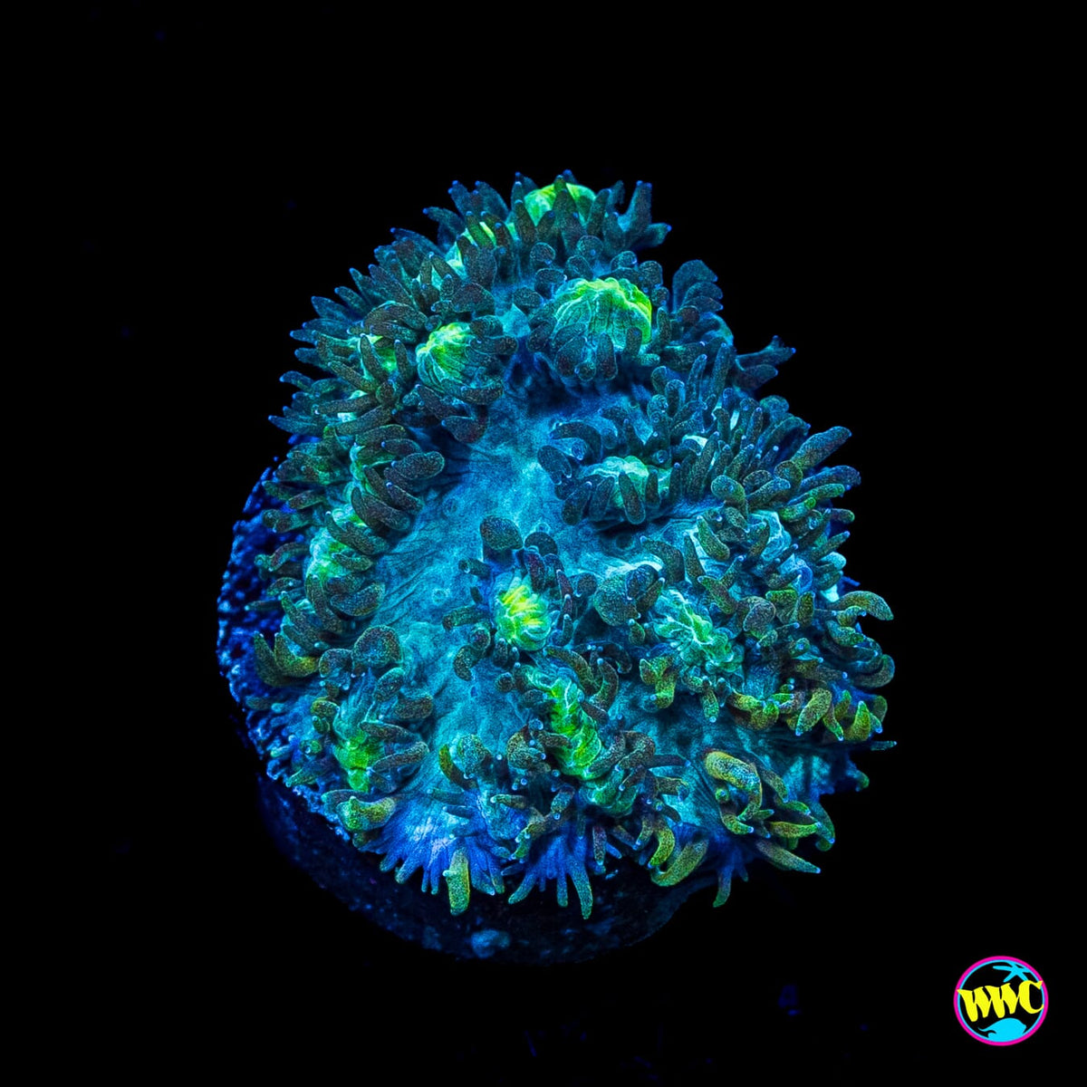 Jason Fox Blueberry Blast Hydnophora