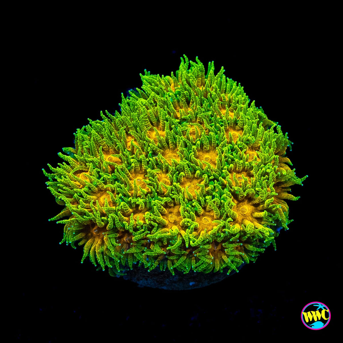 WWC Rogue Leptastrea