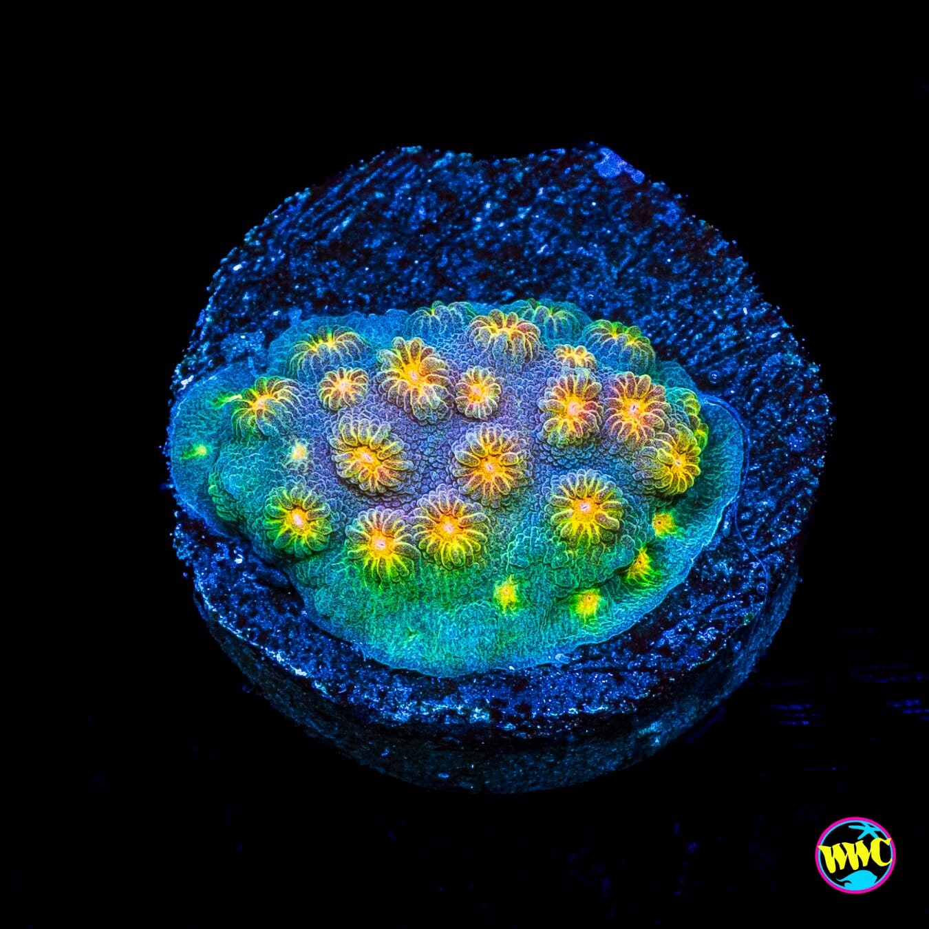 WWC Rainbow Madness Cyphastrea