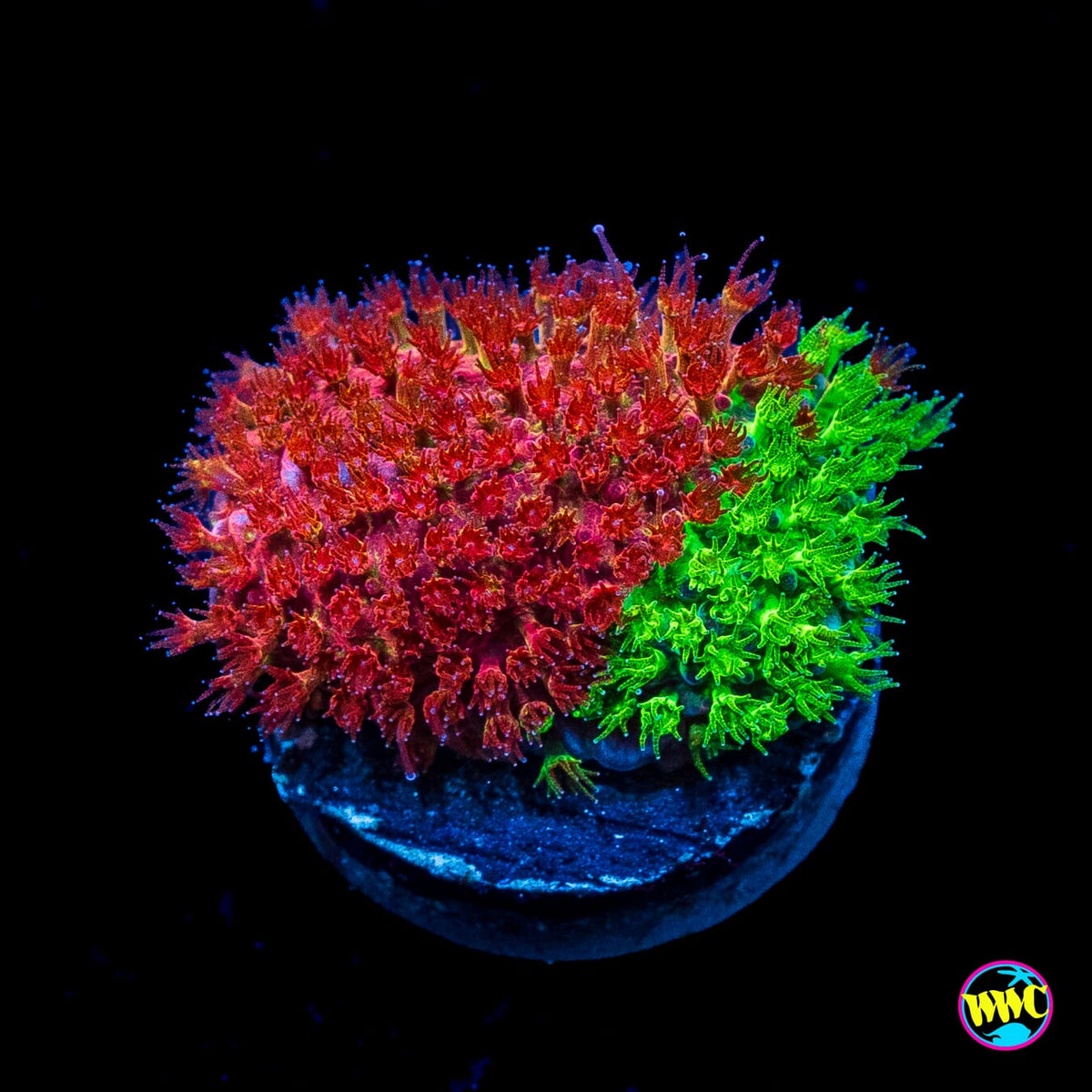 WWC Two Face Stylocoeniella