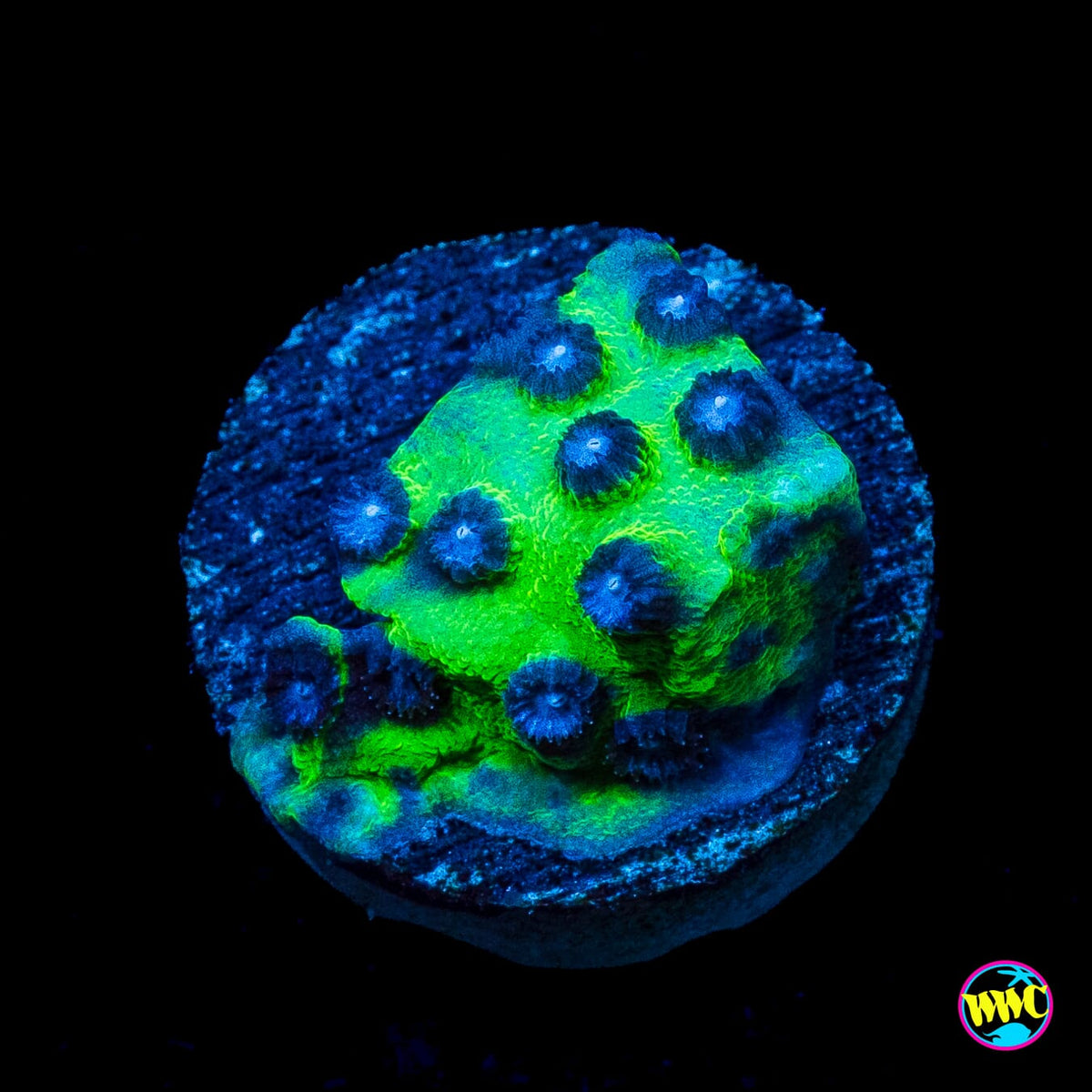 Jason Fox Master PPE Cyphastrea