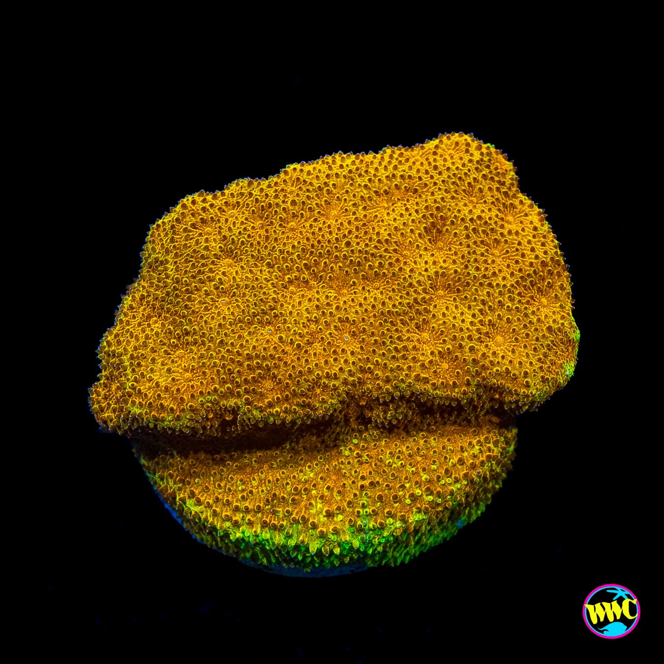 TG Watermelon Psammocora