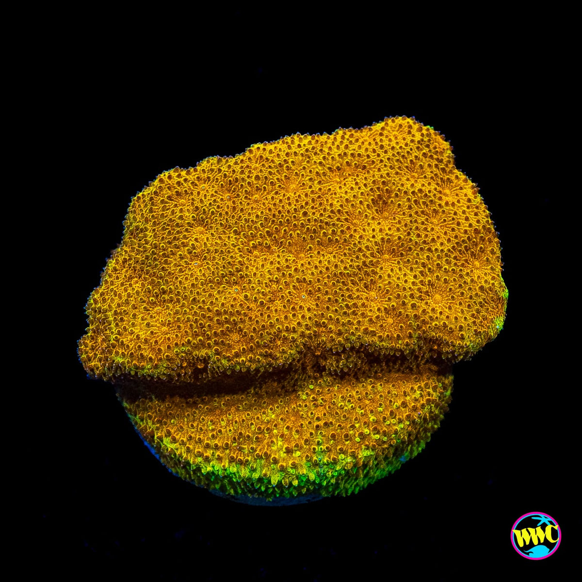 TG Watermelon Psammocora