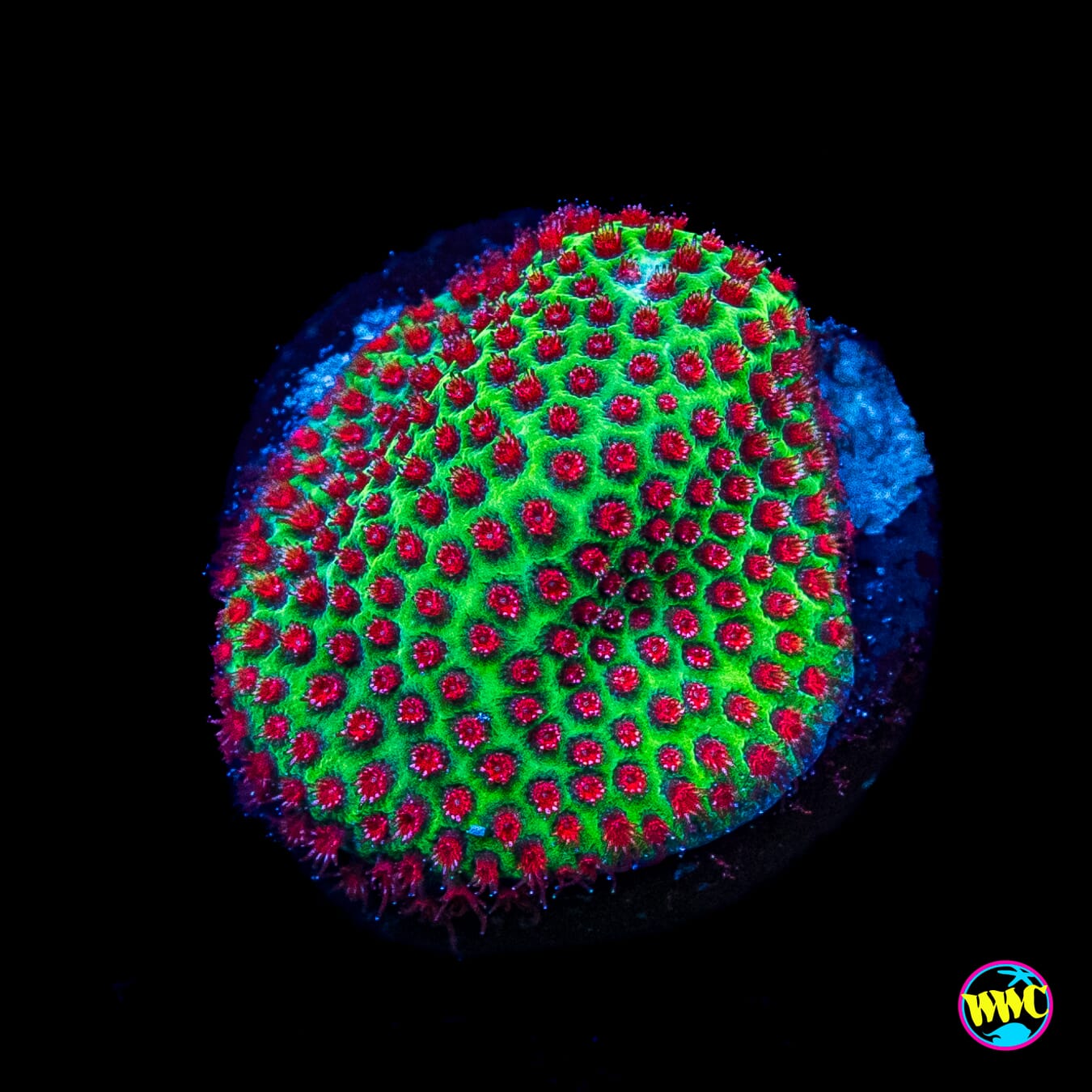 WWC The Grinchy Porites
