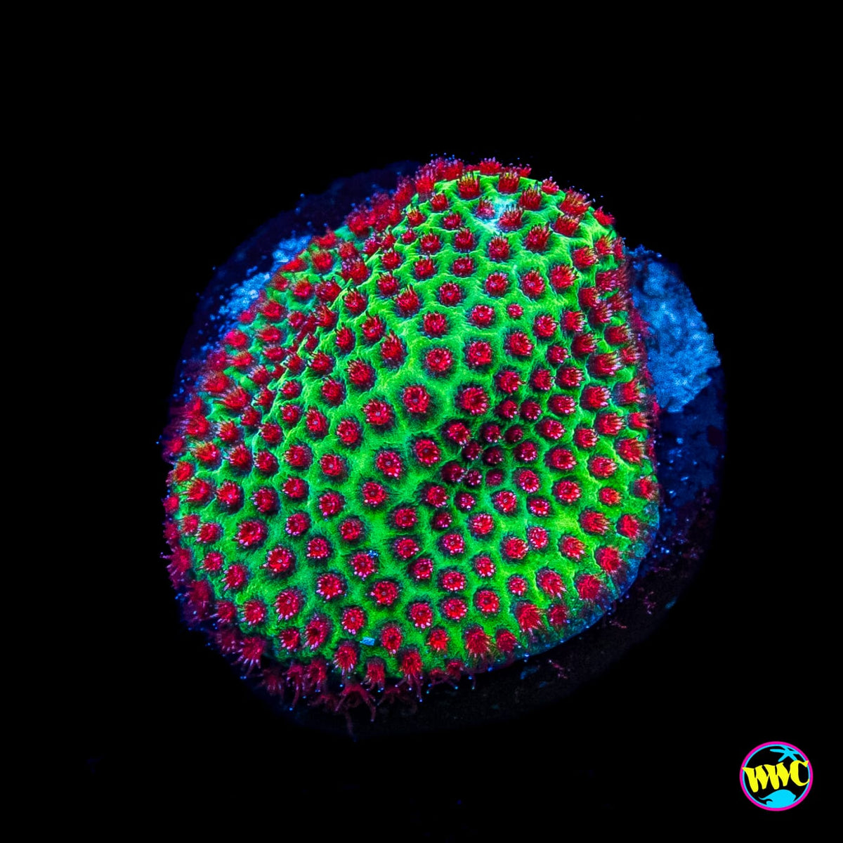 WWC The Grinchy Porites