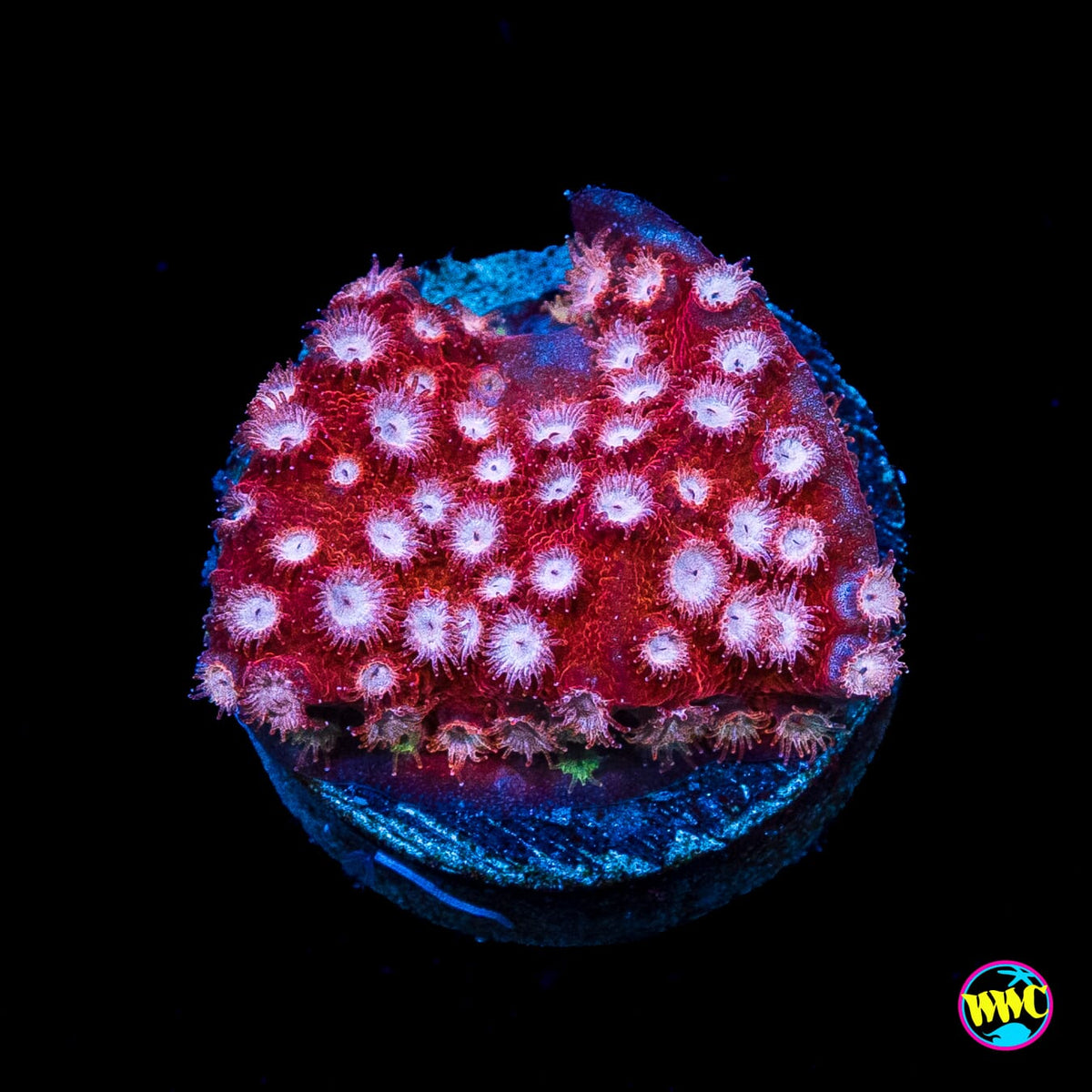 WWC Peppermint Cyphastrea