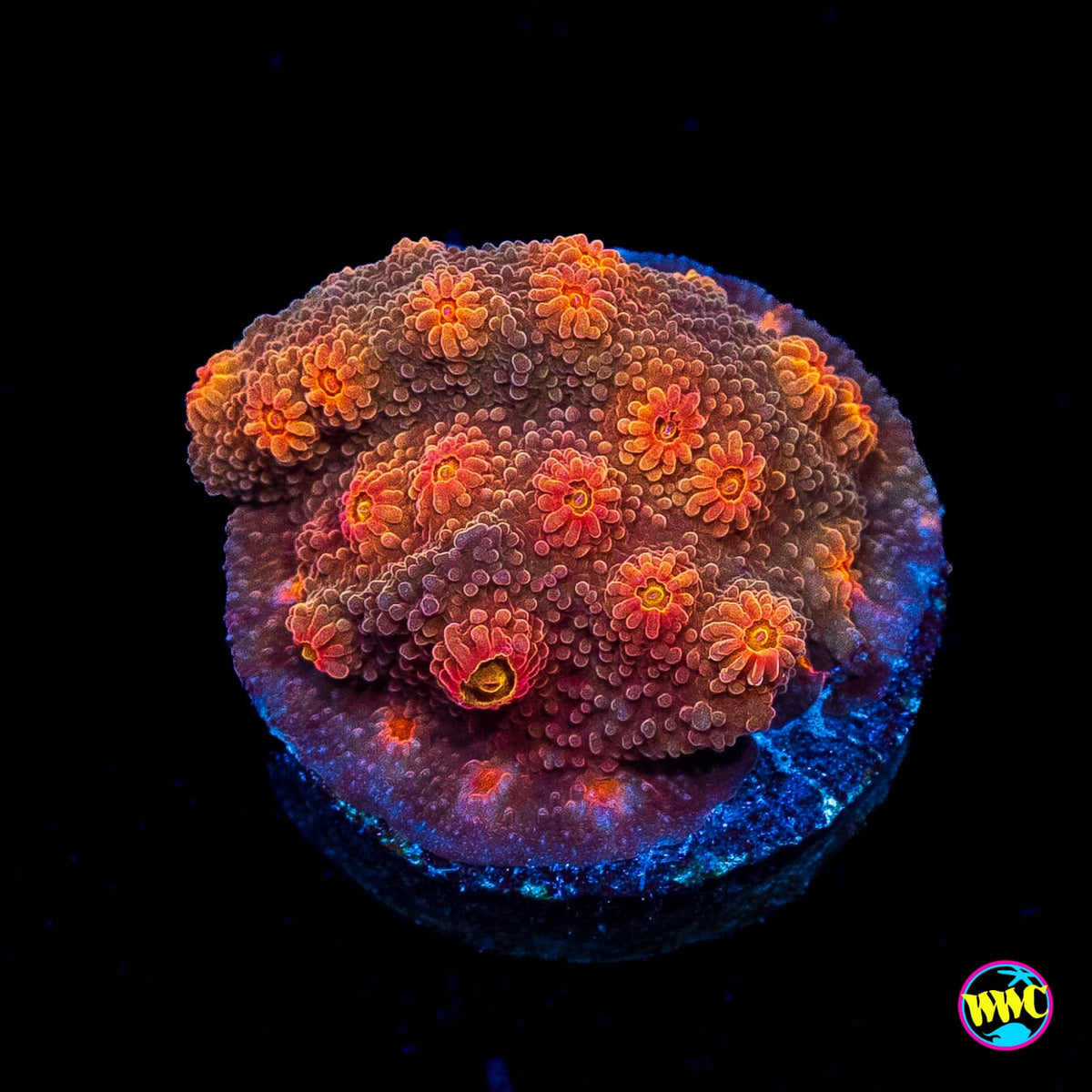 WWC Flicka Flame Cyphastrea