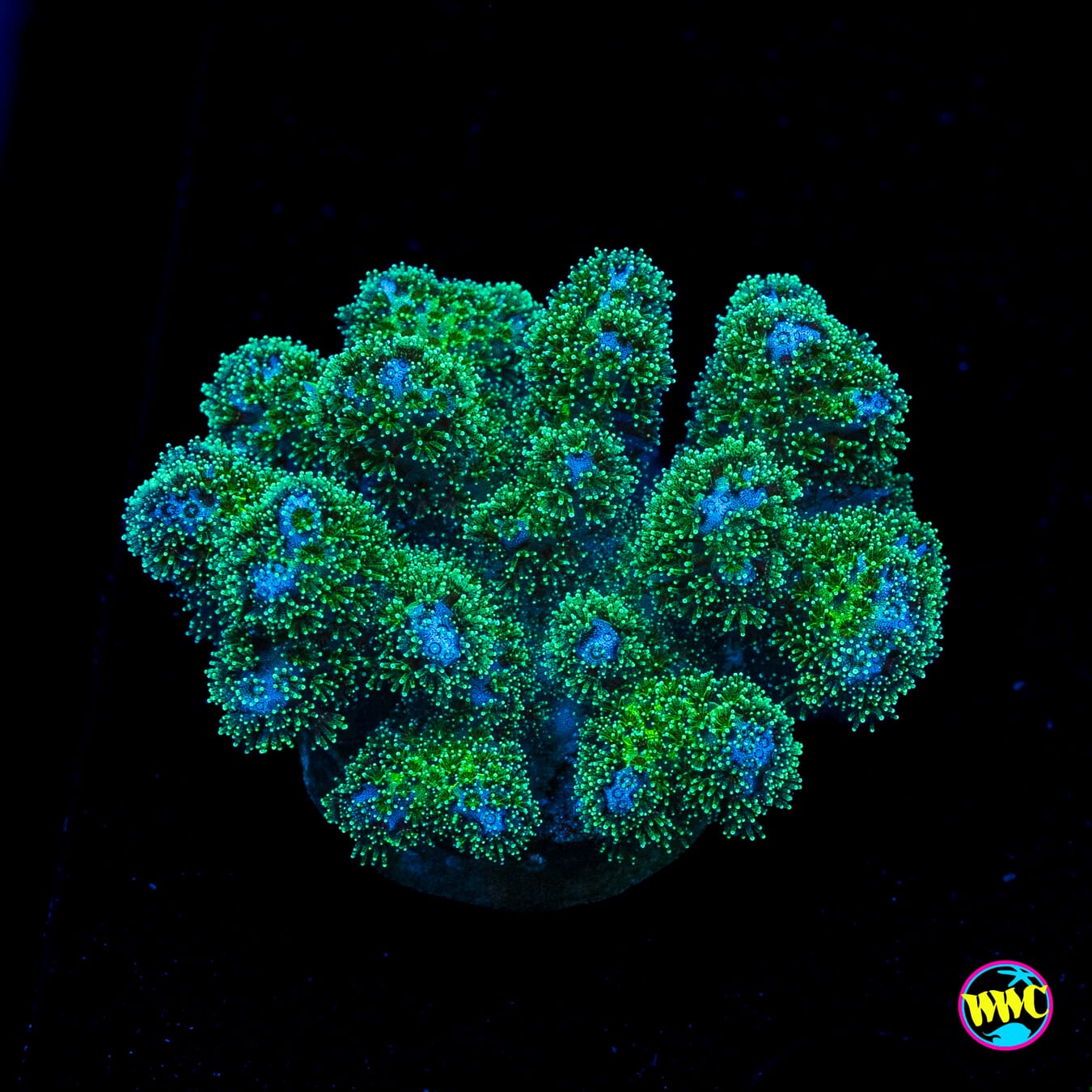 WWC Electric Pocillopora