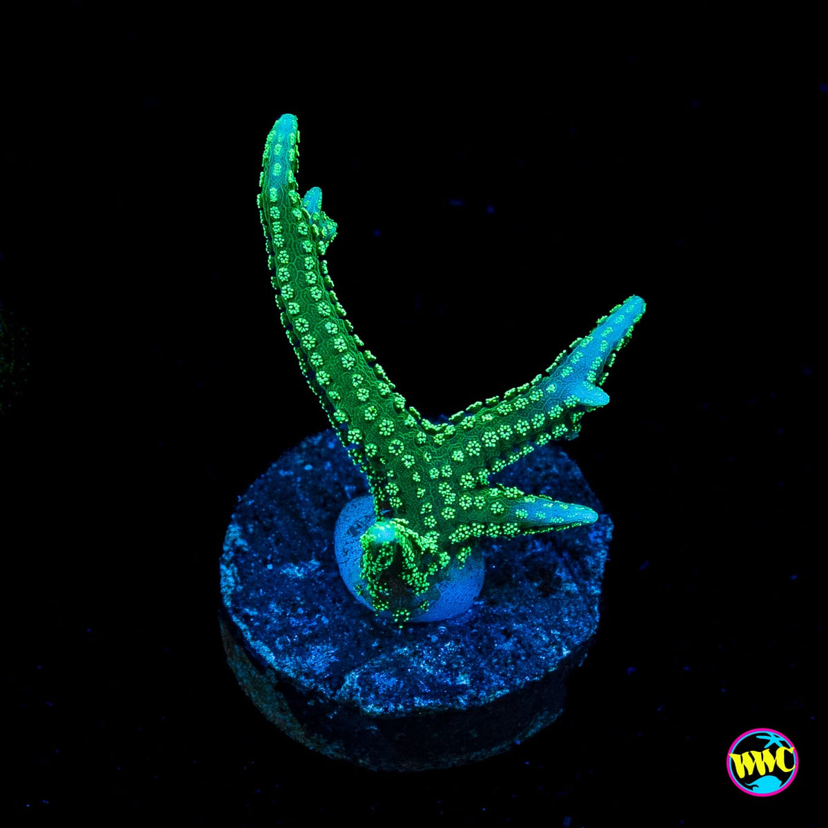 RF Jade Dragon Birdsnest