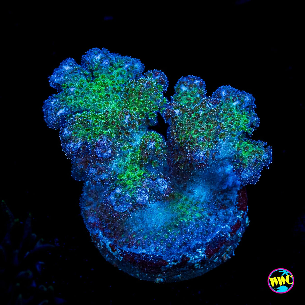 WWC Rainbow Pocillopora