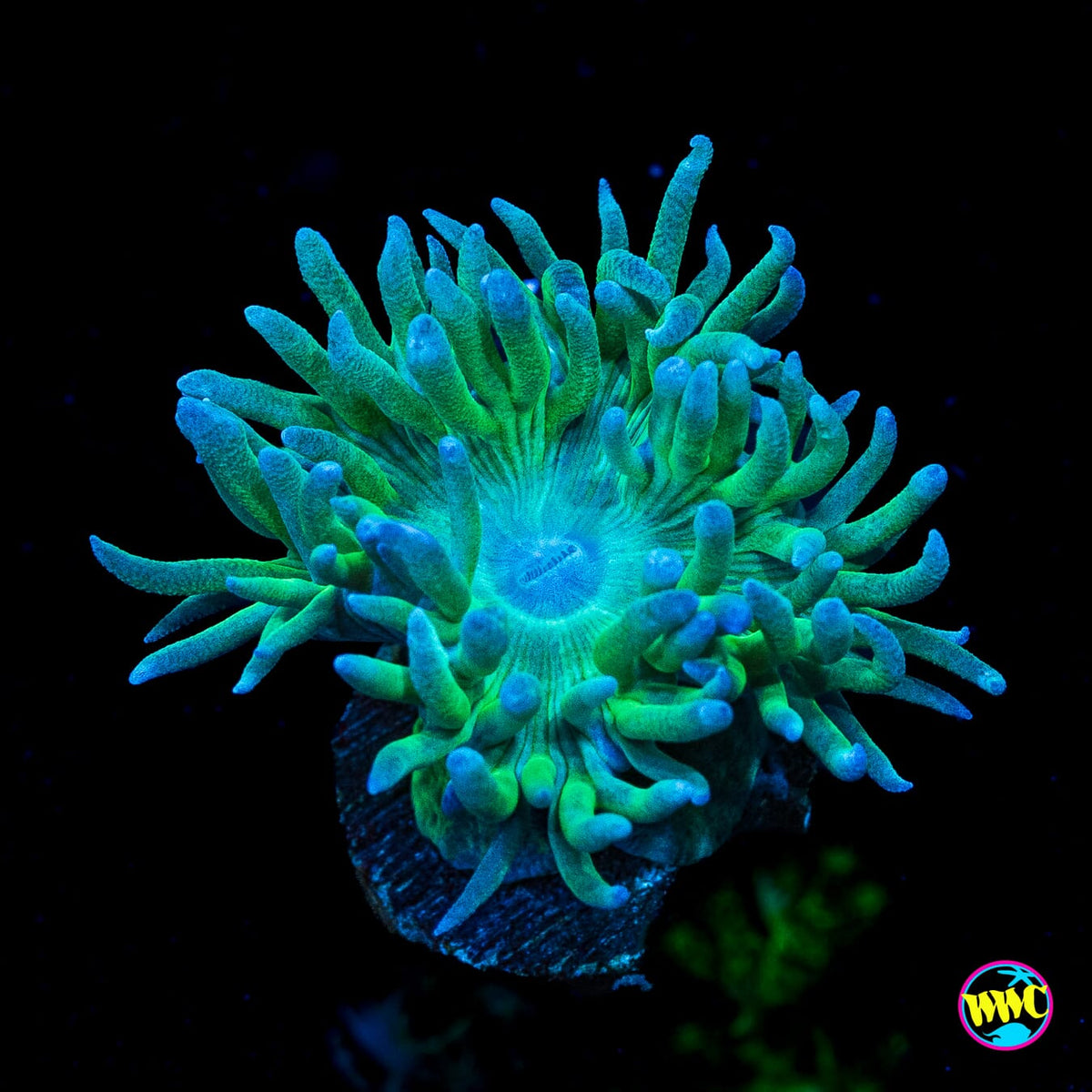 Green Duncan