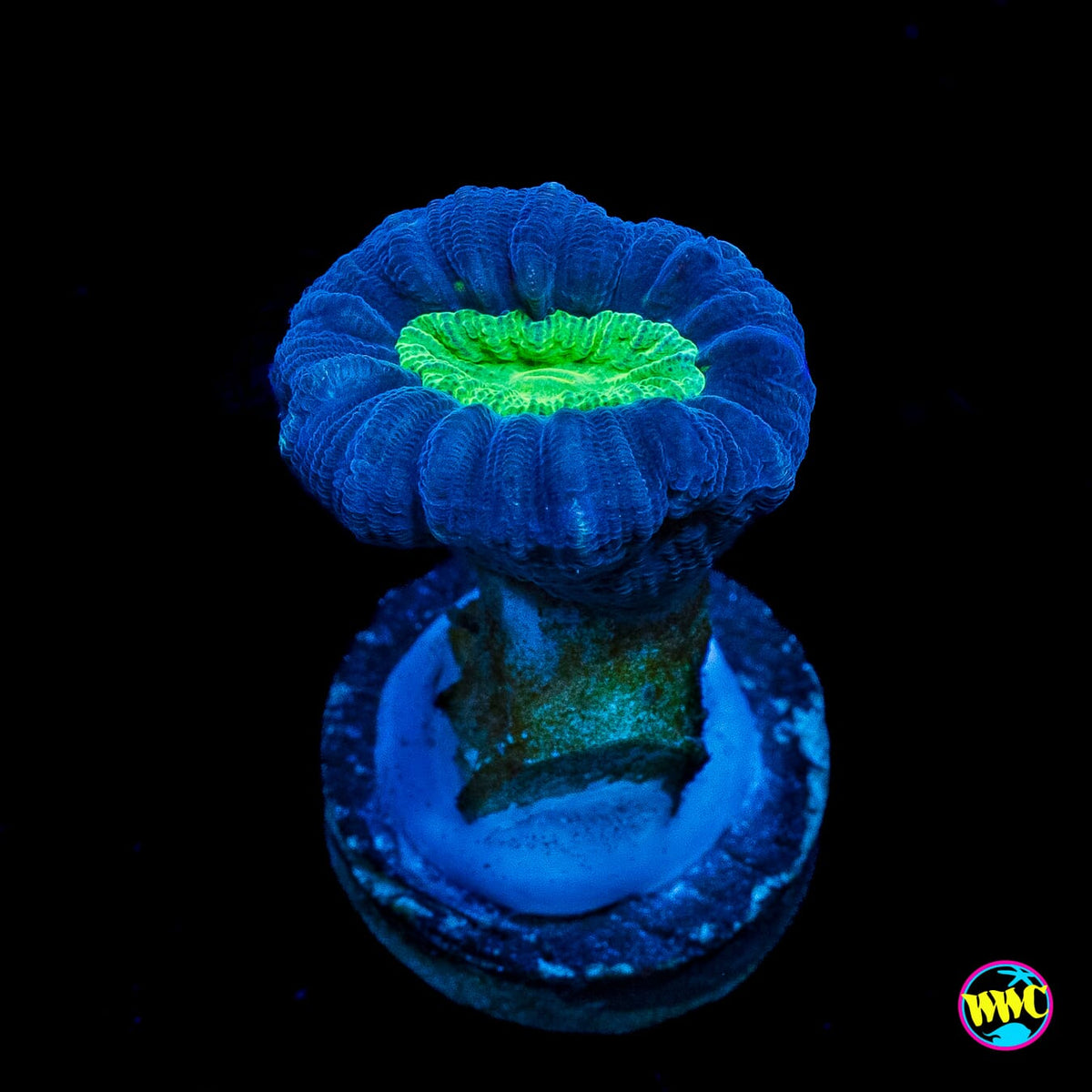 Alien Eye Candy Cane