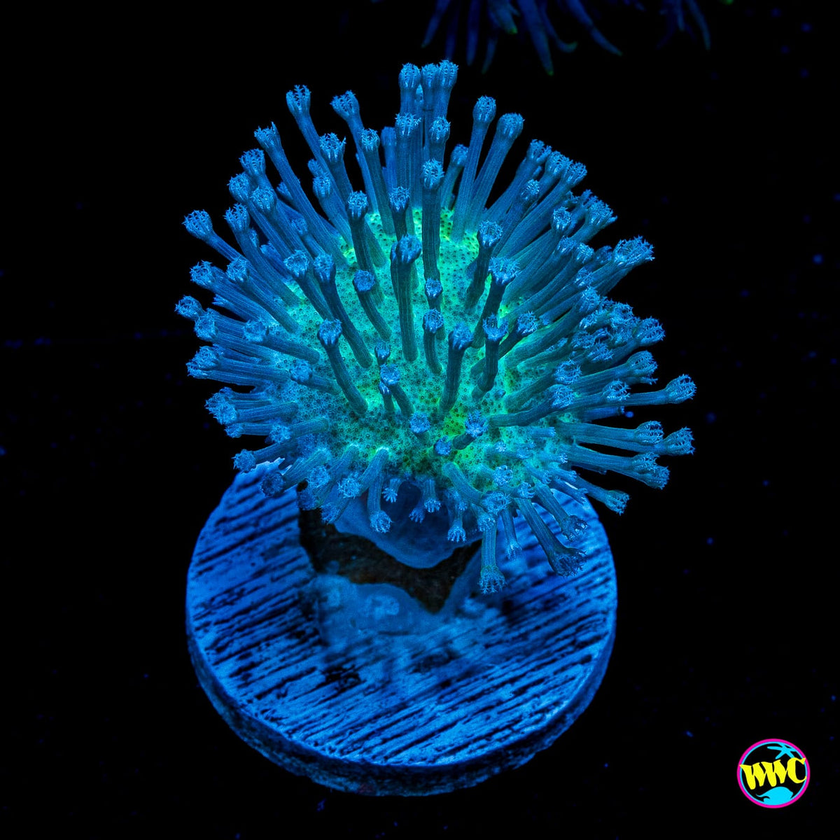 WWC Silver Polyp Toadstool Leather