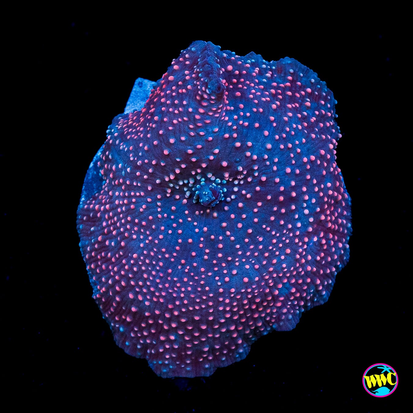 Nebula Disco Mushroom