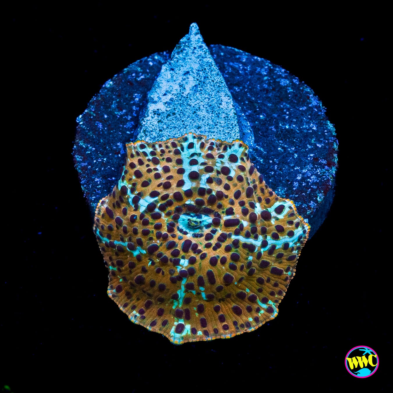 Tiger Eye Disco Mushroom