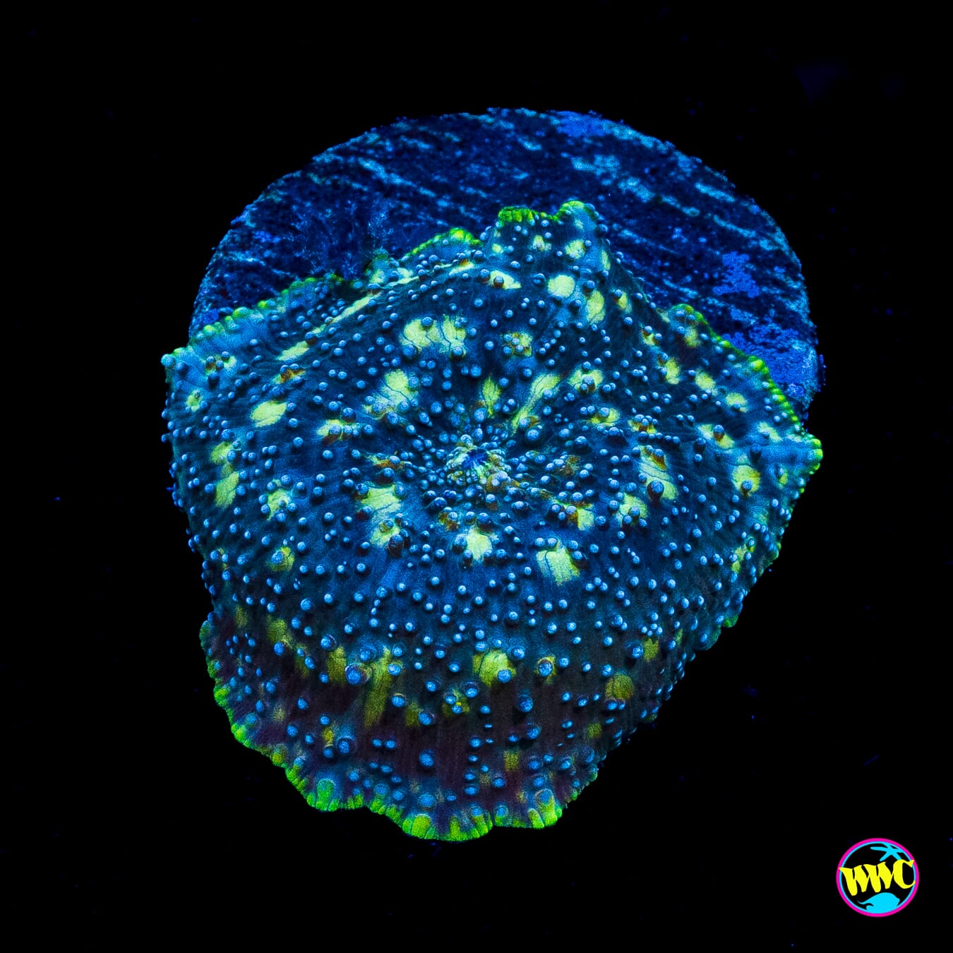 Spotted Iguana Disco Mushroom