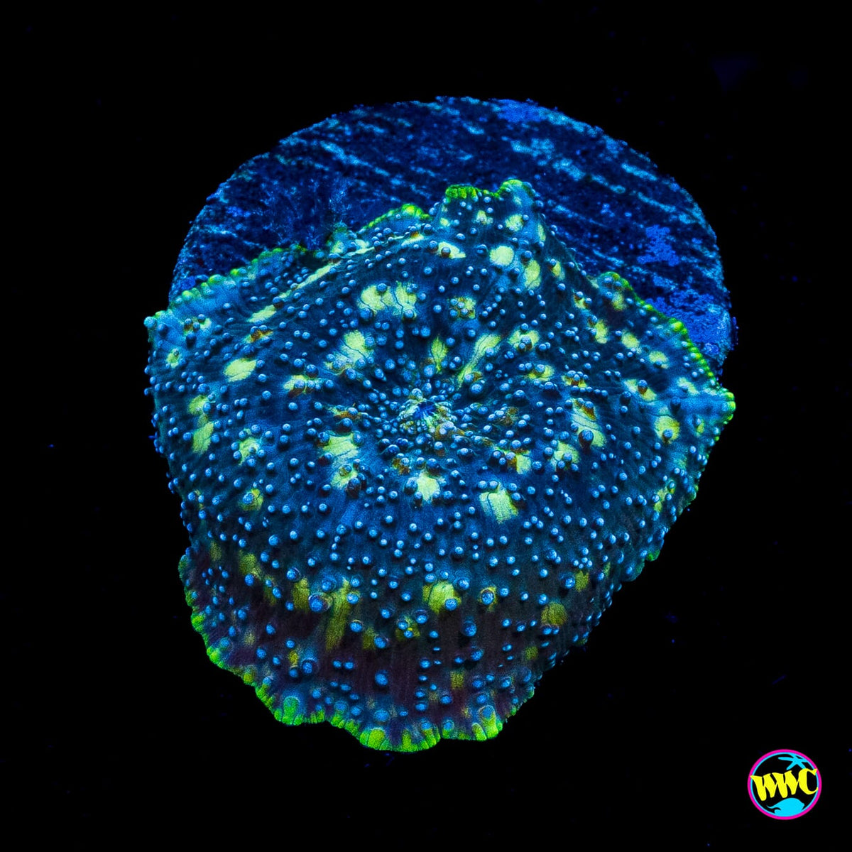 Spotted Iguana Disco Mushroom