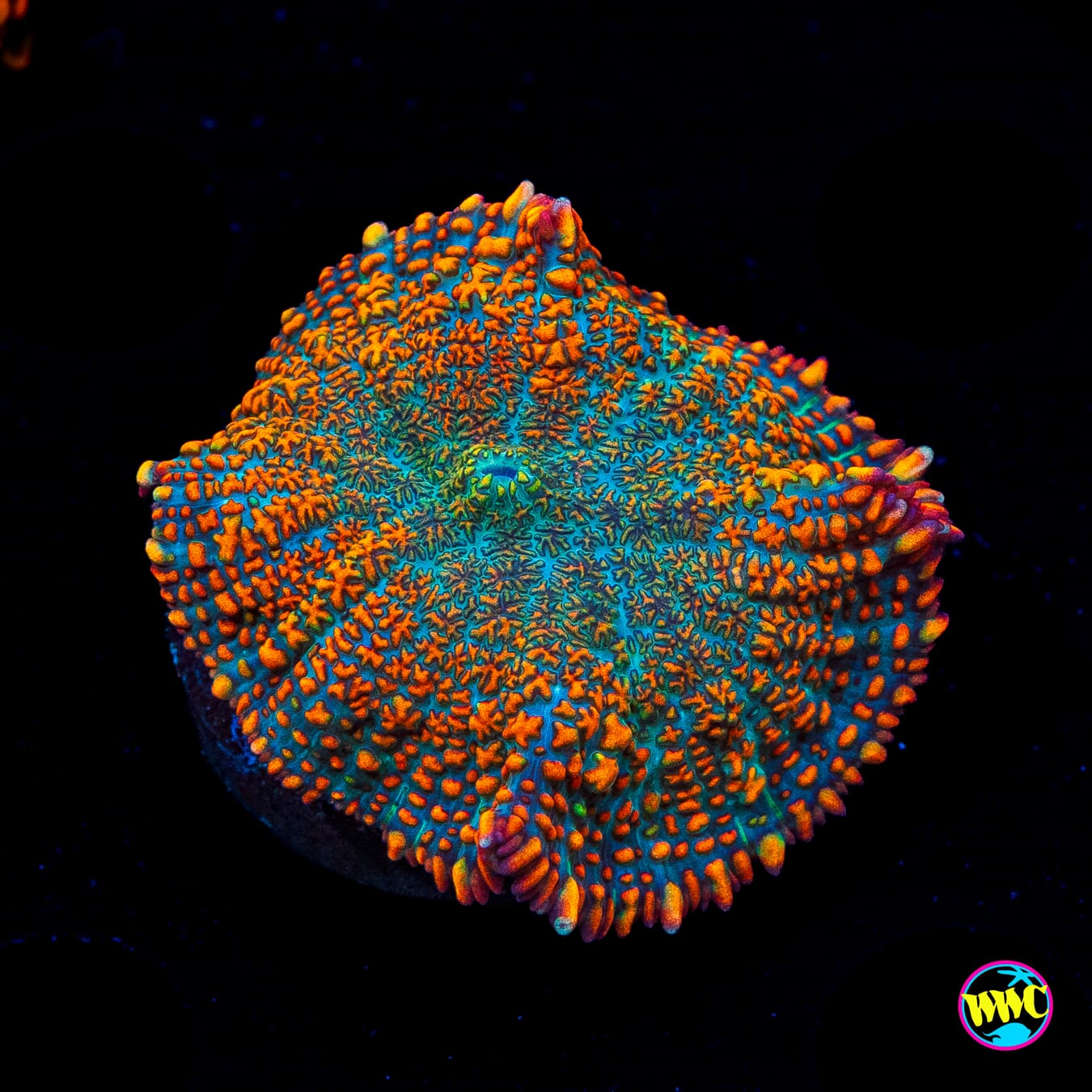 Maui Sunrise Rhodactis Mushroom