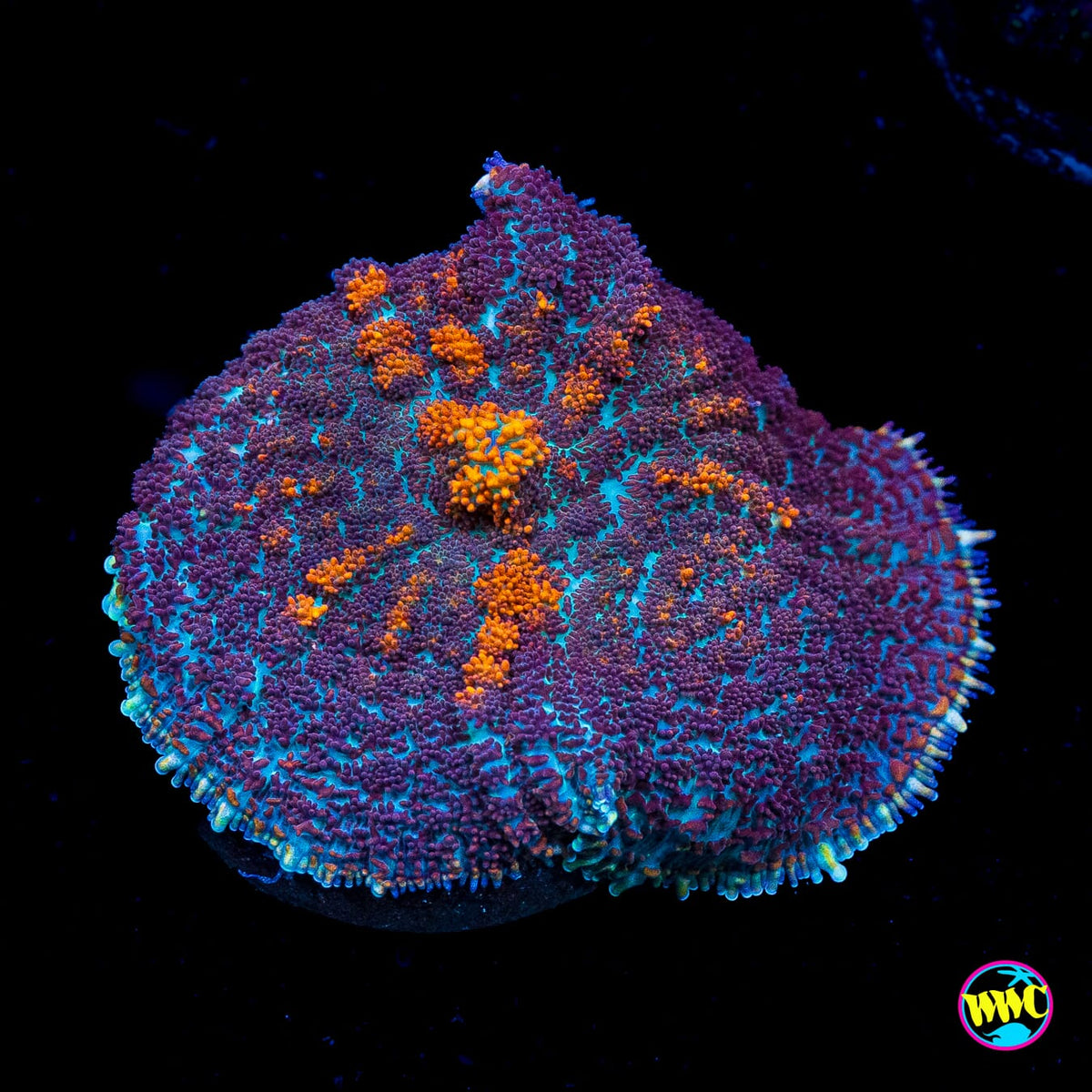 Purple Rain Rhodactis Mushroom