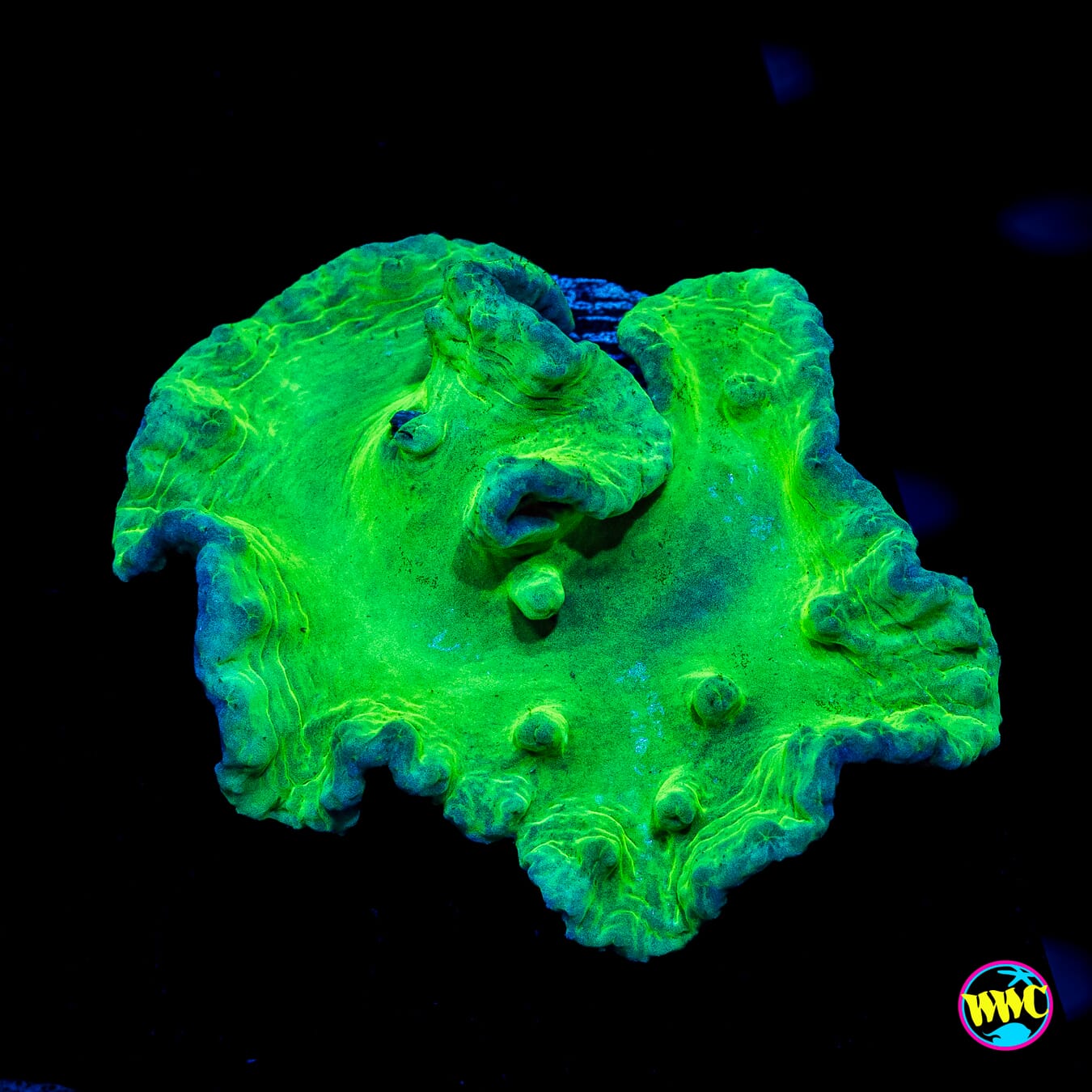 Neon Cabbage Leather