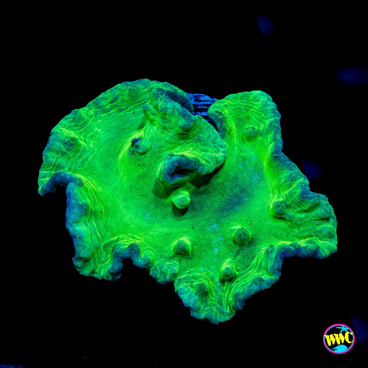 Neon Cabbage Leather