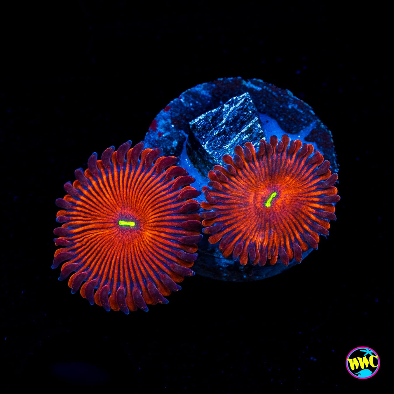 Red People Eaters Zoanthids