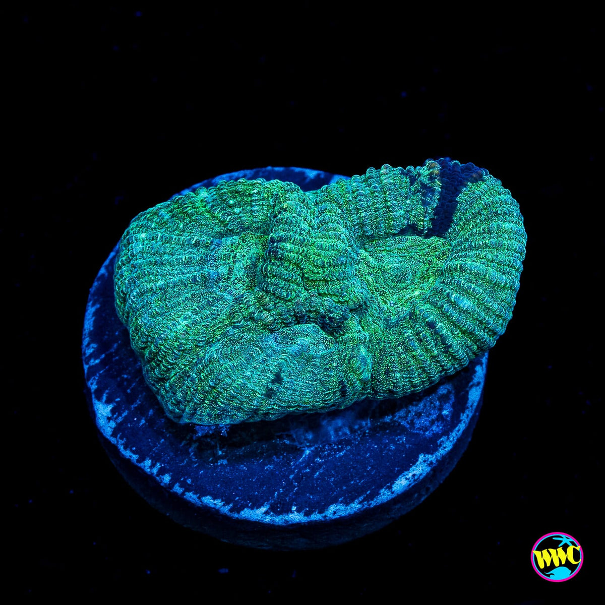 Chameleon Favia
