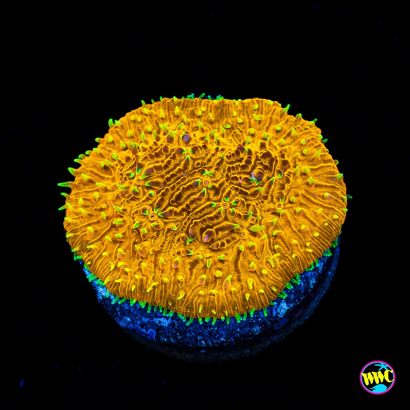WWC Honeysickle Lithophyllon