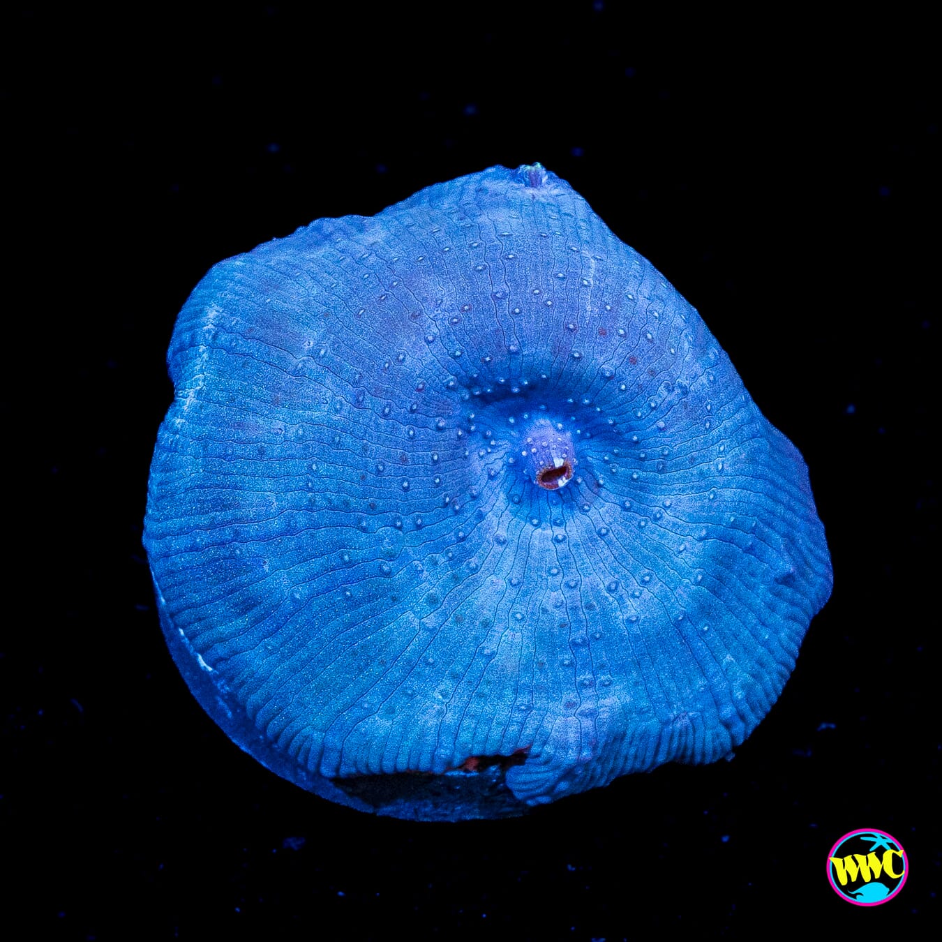 Cobalt Disco Mushroom