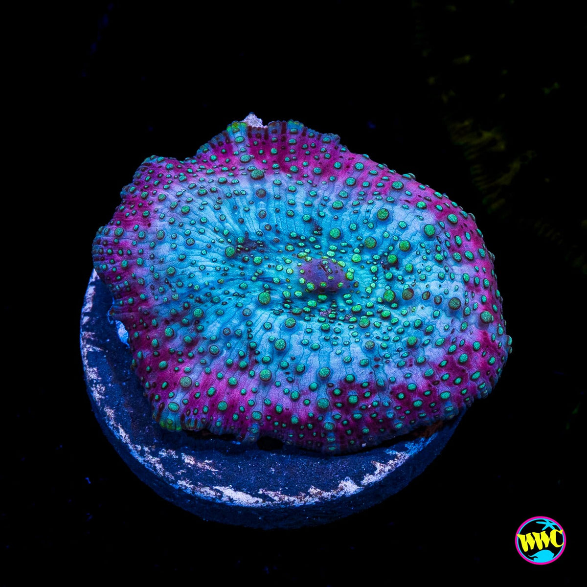 Lava Lamp Disco Mushroom