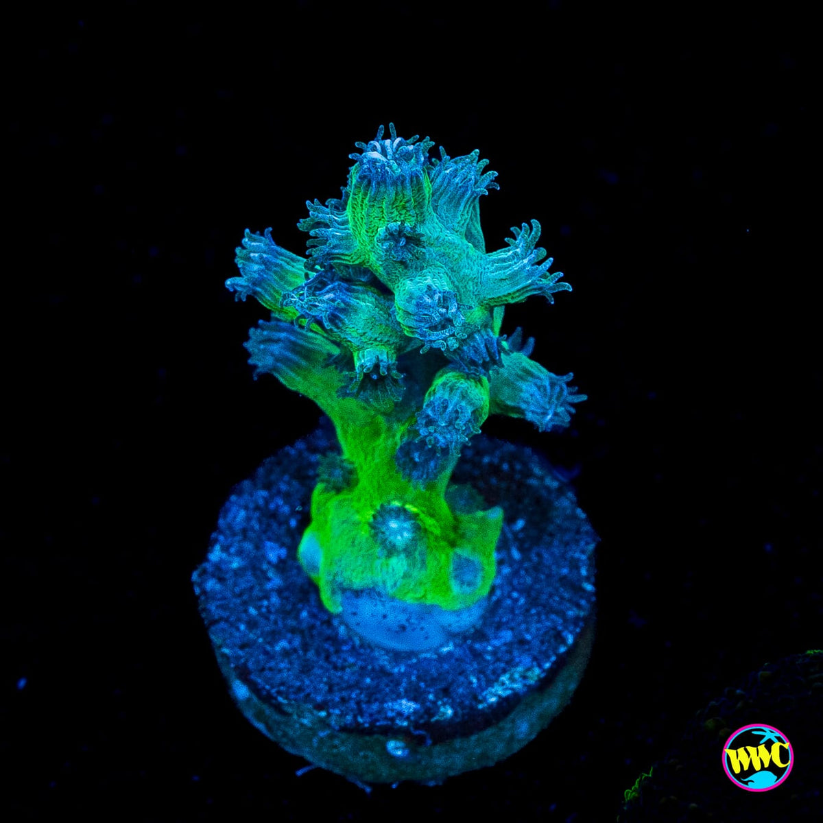 UC Eternal Branching Cyphastrea
