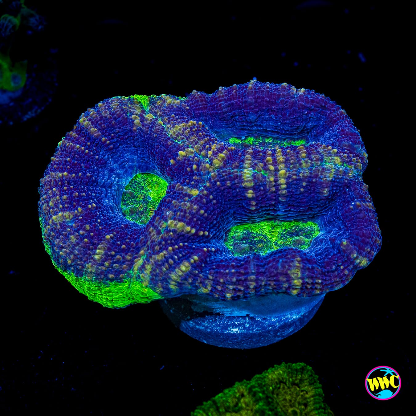 Blue Hole Bowerbanki