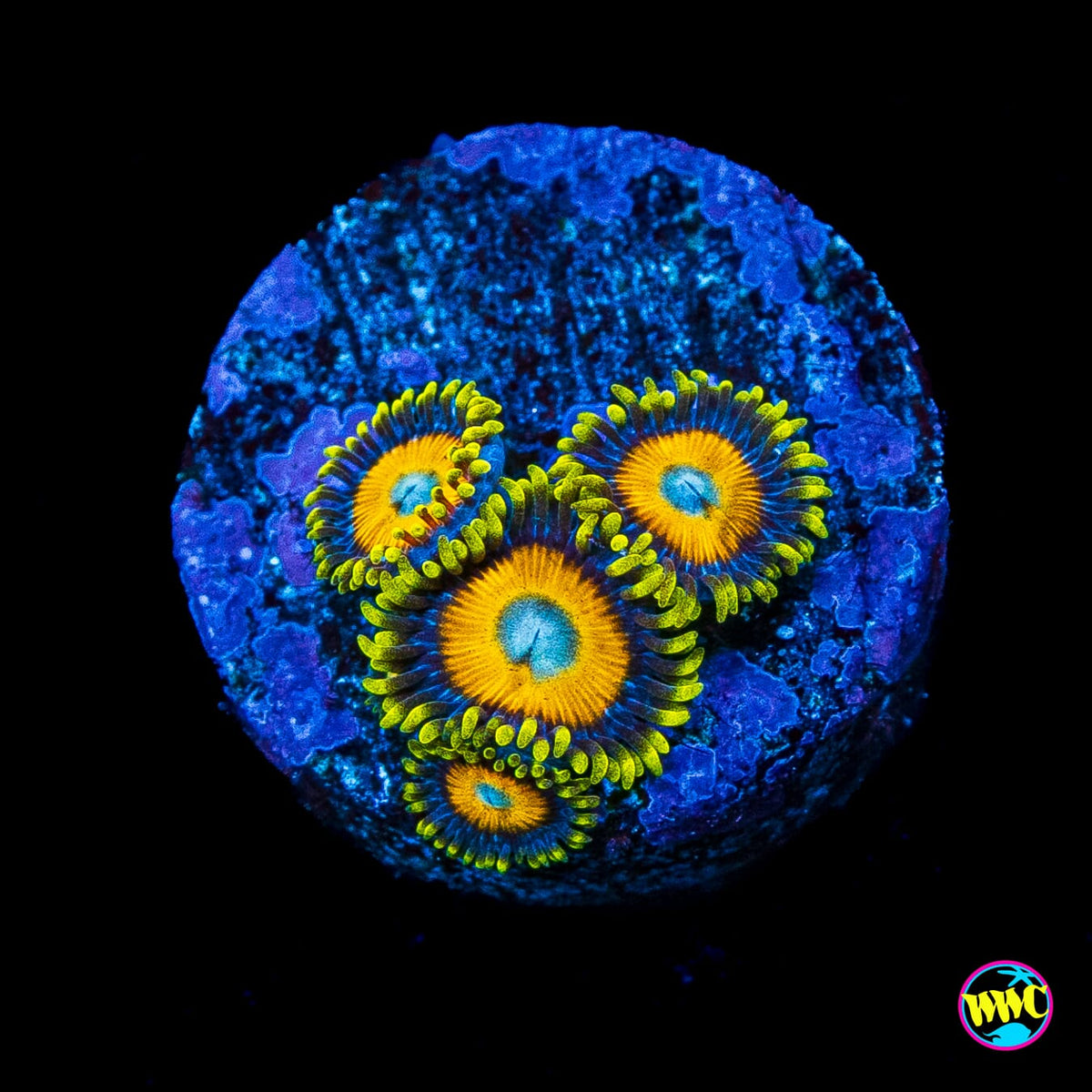 Scrambled Eggs Zoanthids