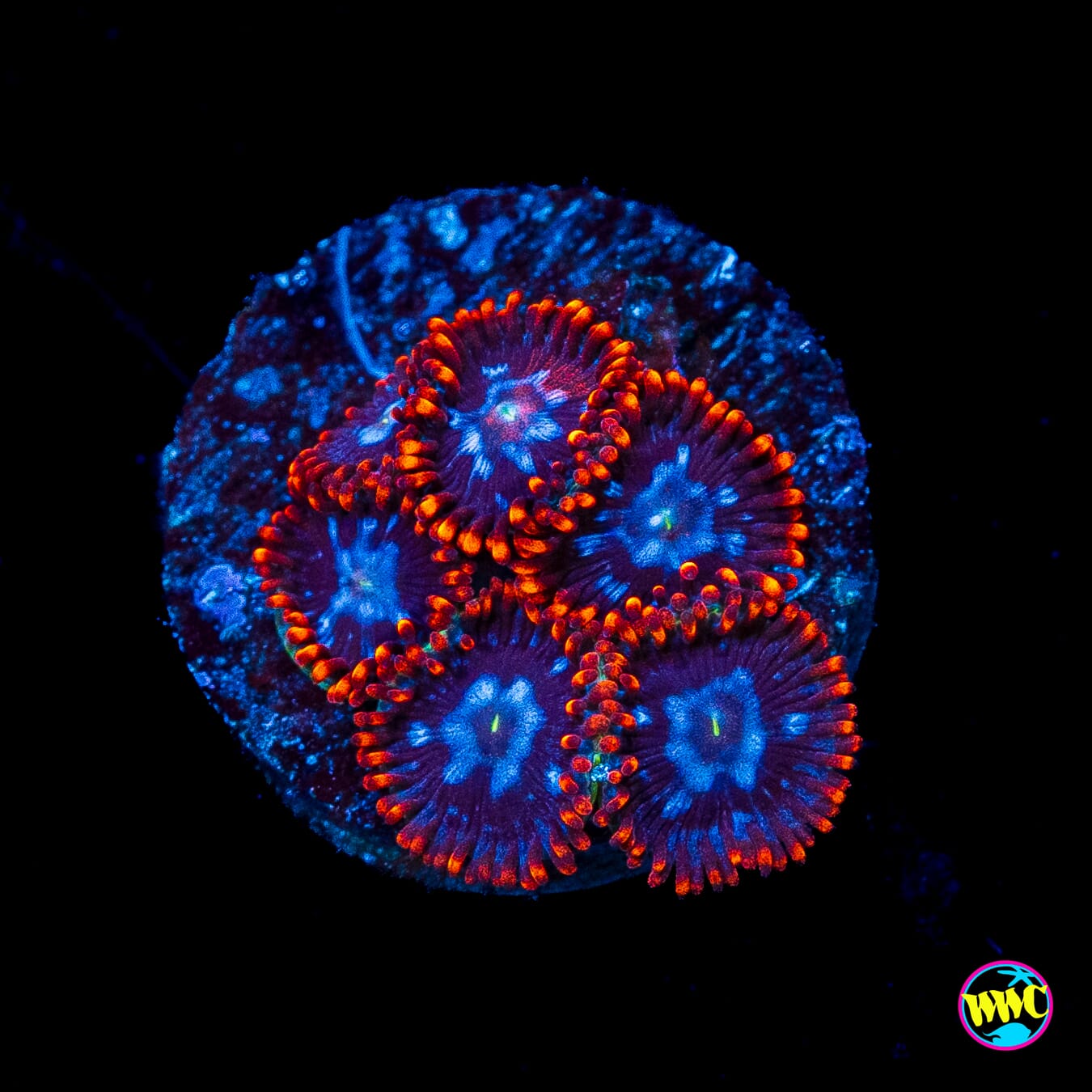 Fire and Ice Zoanthids