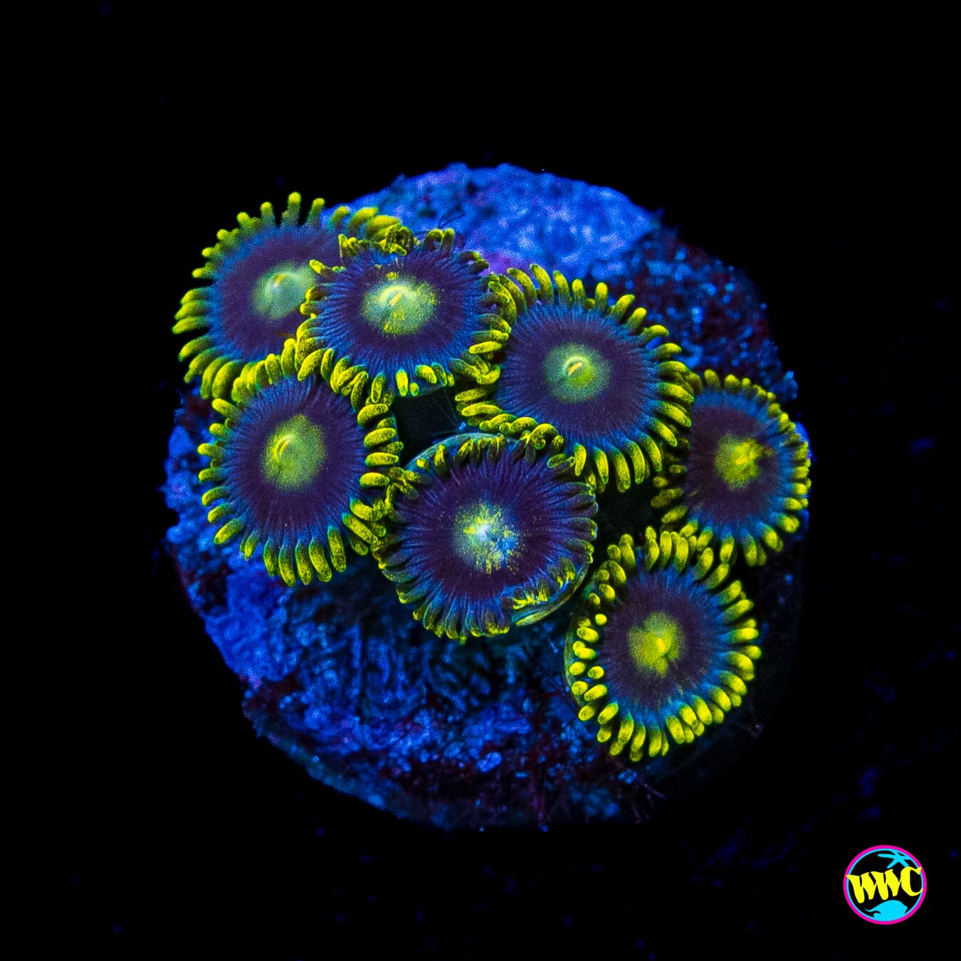 Blueberry Fields Zoanthids