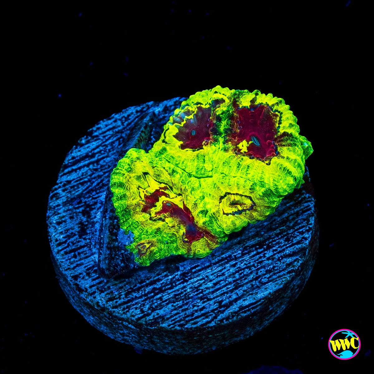 WWC Acid Venom Favia
