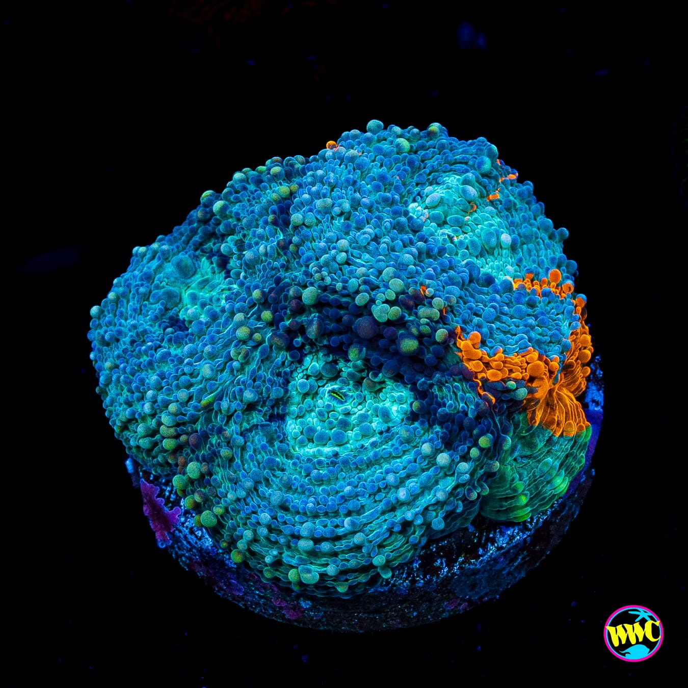 WWC Neptune Echinata