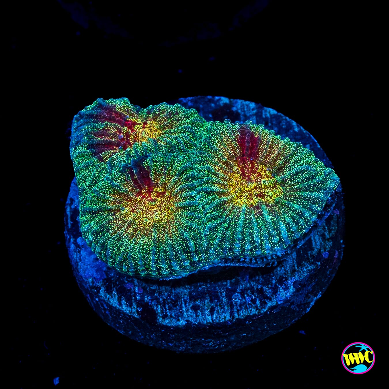 WWC Mint Massacre Favia
