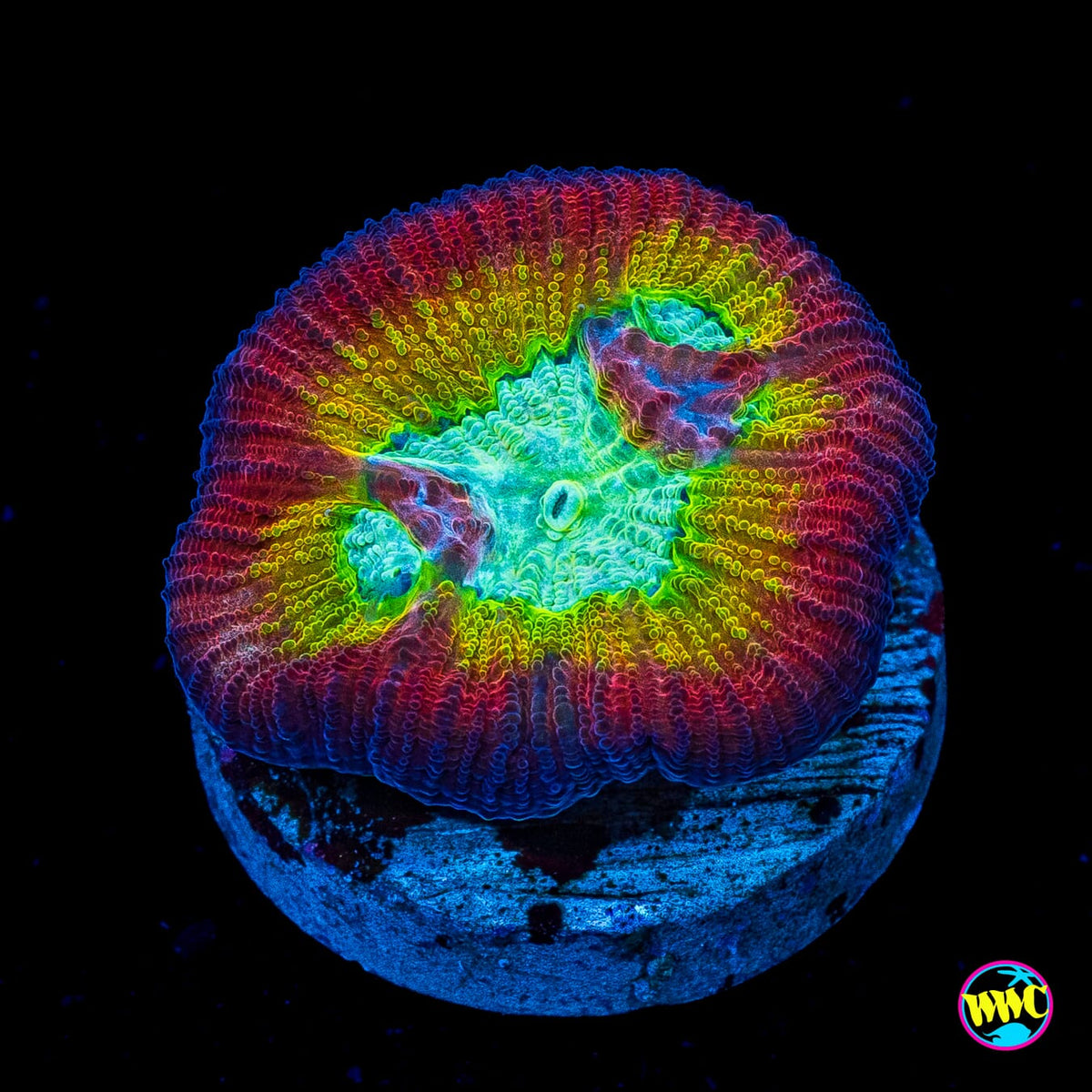 WWC Fantasmo Favia