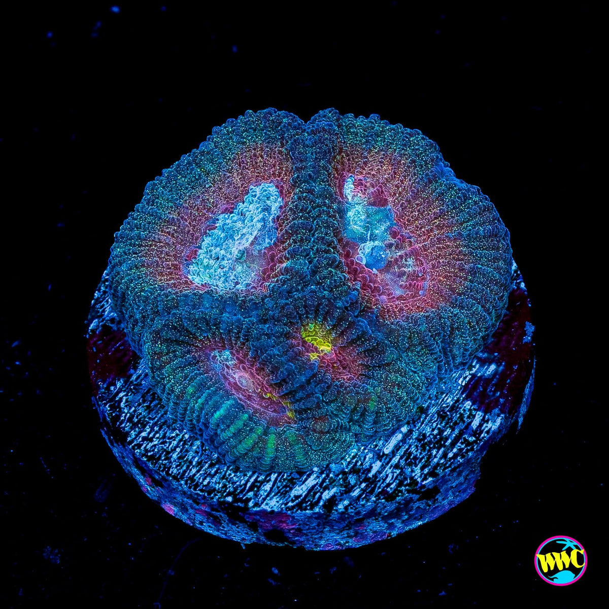 Blue Lobster Favia