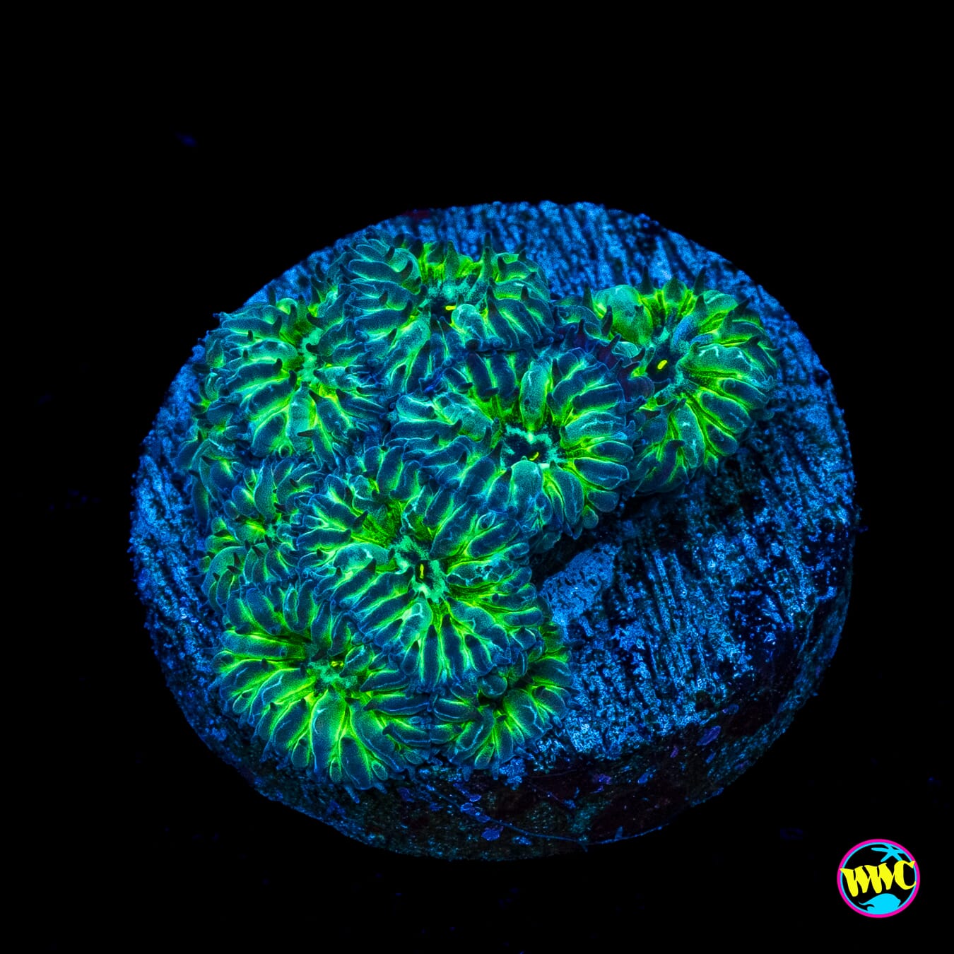 WWC Starlight Merletti Blastomussa