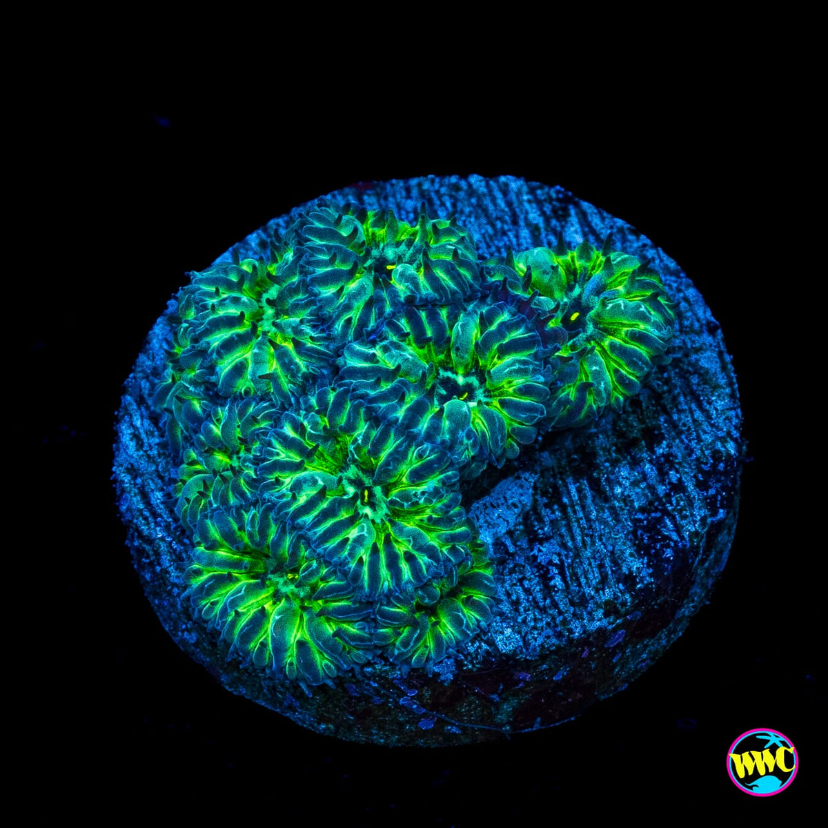 WWC Starlight Merletti Blastomussa