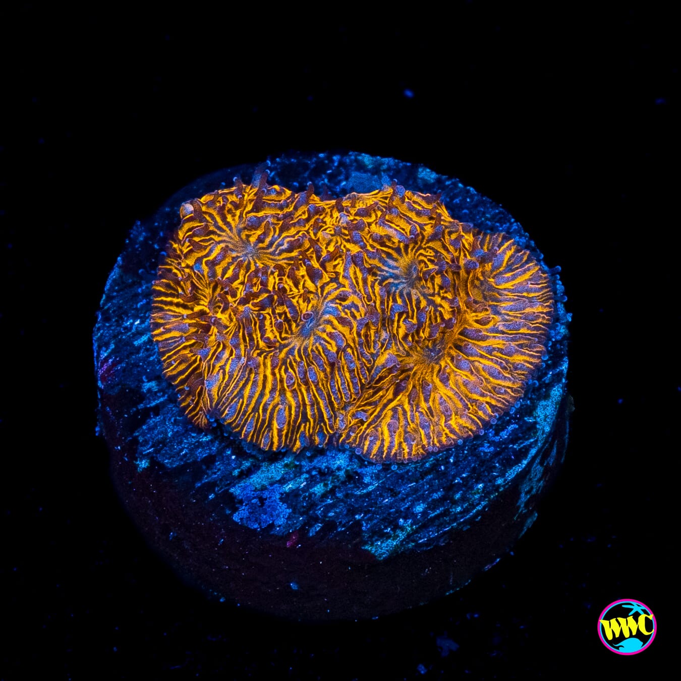 WWC 24K Lithophyllon