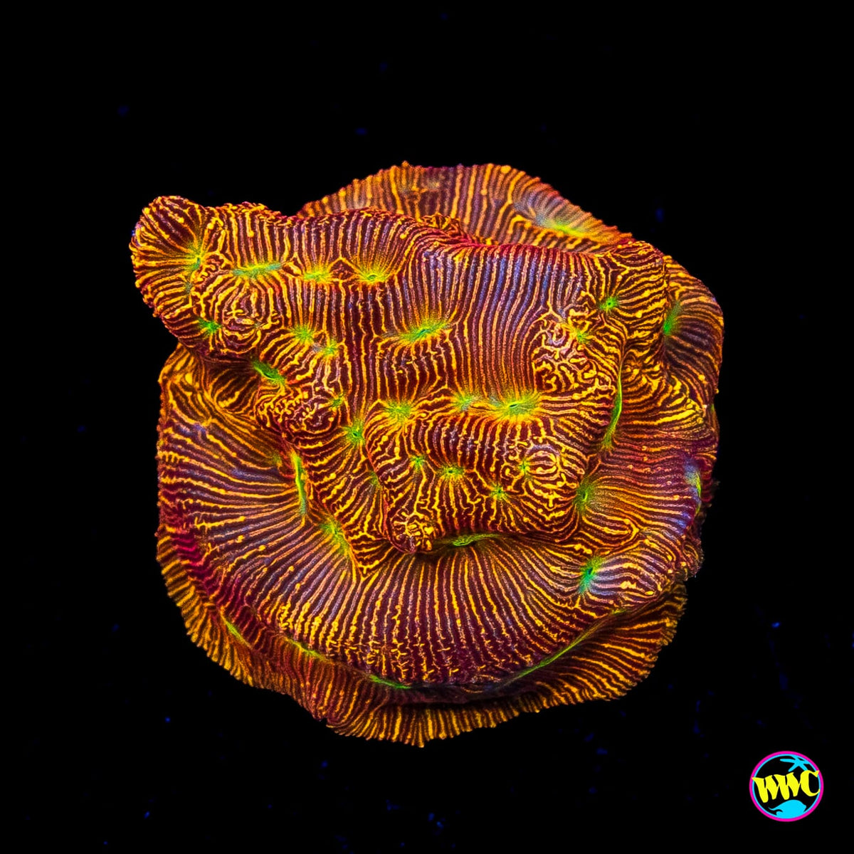 Jason Fox Lethal Leptoseris