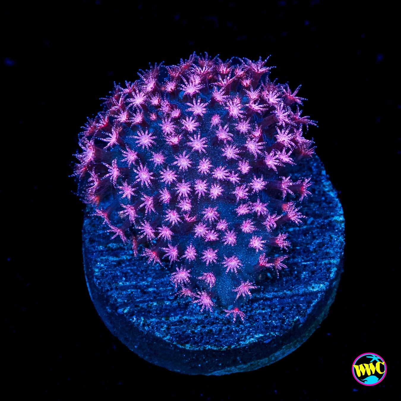 JC Pink Polyp Stylocoeniella