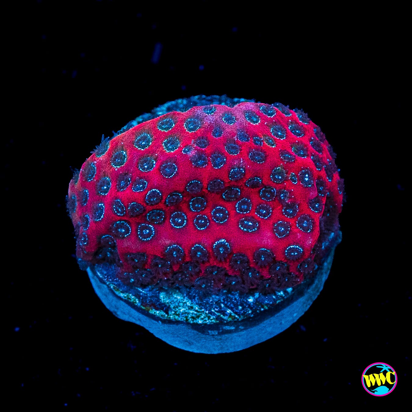Darth Maul Porites