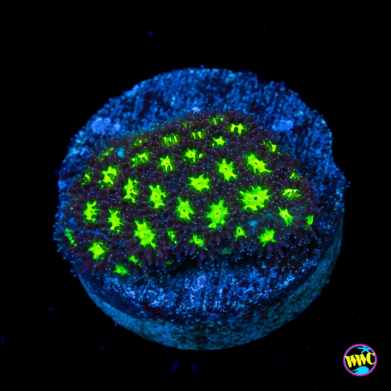 WWC Spooky Leptastrea